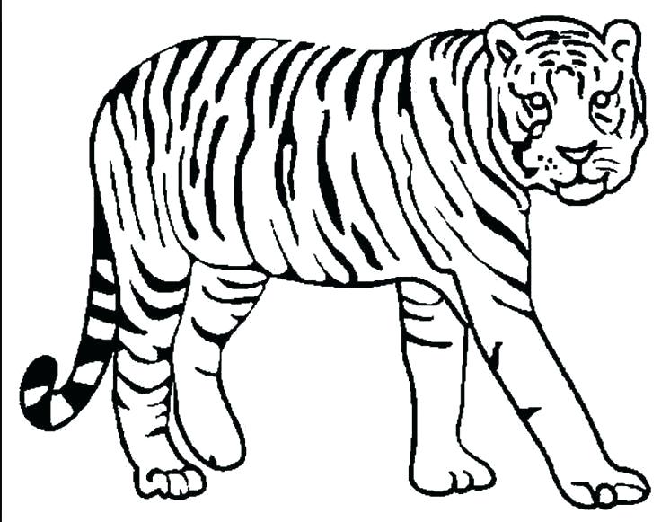 Tiger Paw Drawing at GetDrawings | Free download