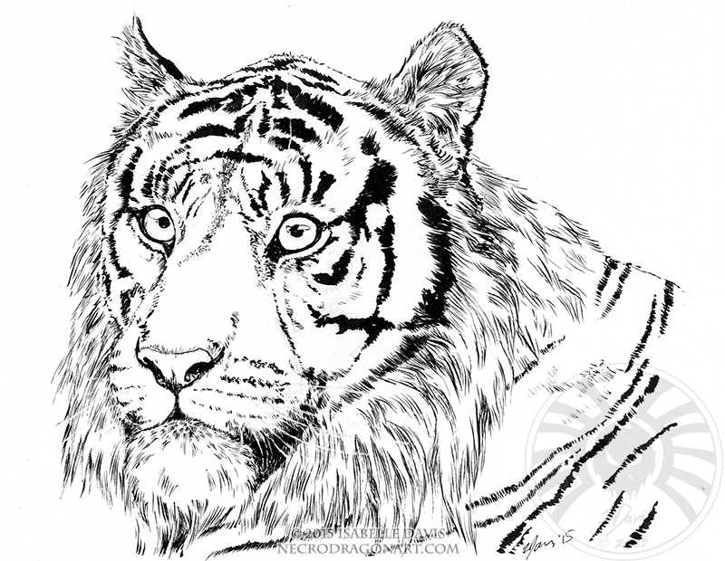 800x620 Tiger