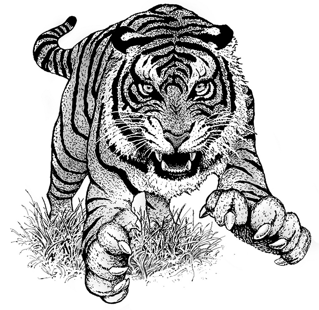 1024x997 Tiger Illustration Pen And Ink Illustration Andrew Padon