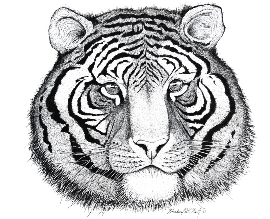 Tiger Pen Drawing at GetDrawings | Free download