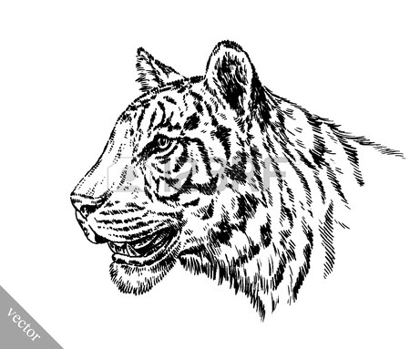 450x383 Black And White Engrave Ink Draw Tiger Vector Illustration Royalty