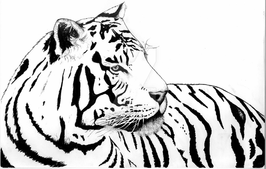 900x572 White Tiger By Magic Fingers