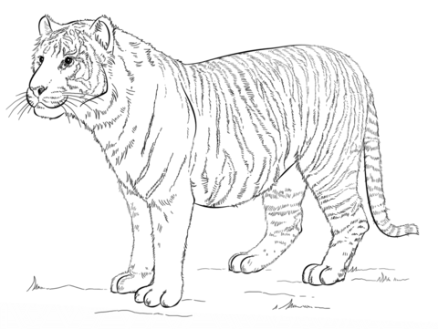 480x361 Drawn Tigres Bengal Tiger