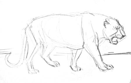 450x285 How To Draw A Tiger Step By Step