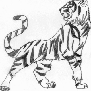 320x320 Tag For Easy Drawing Of A Tiger Easy Pencil Drawings Of Tigers