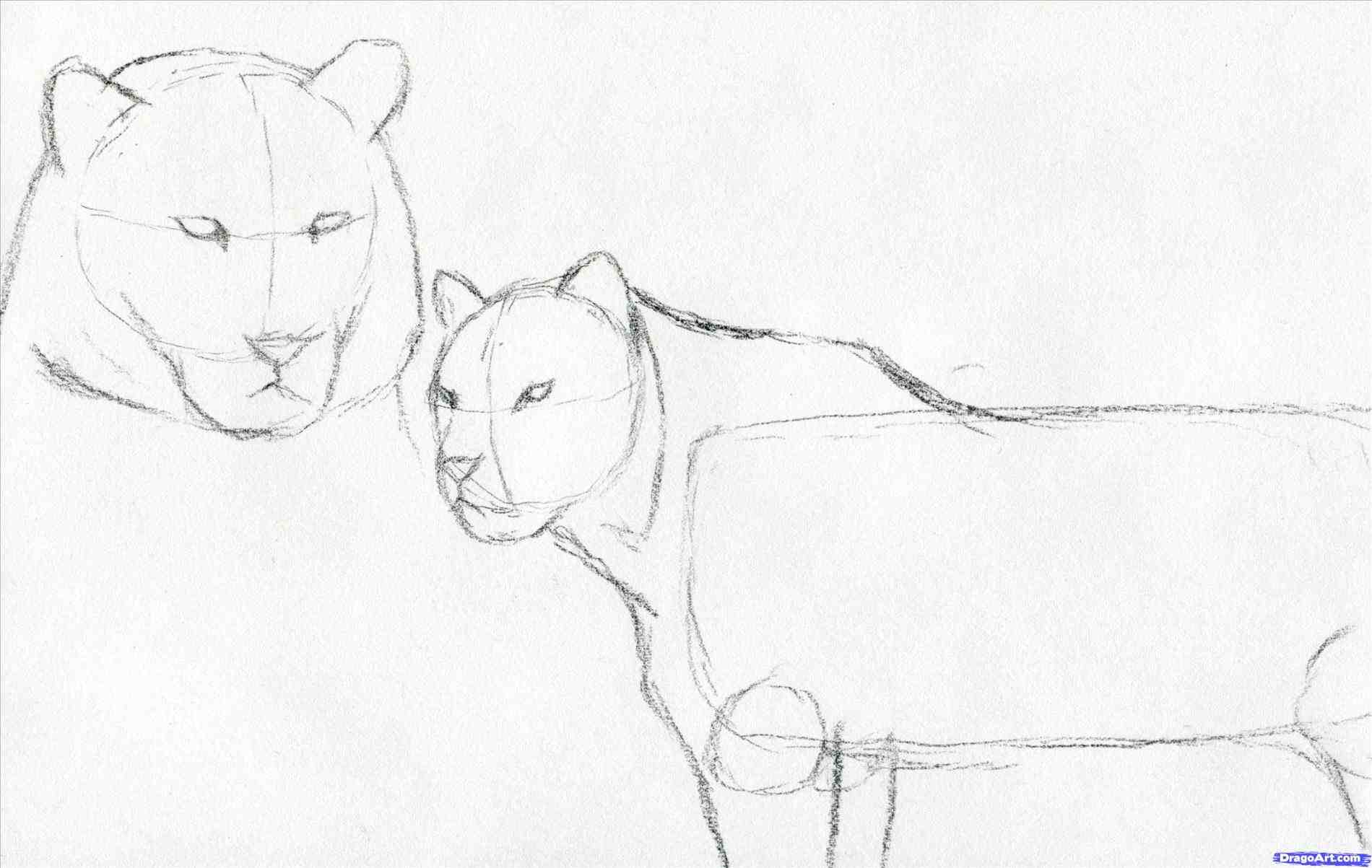 1900x1203 Easy Pencil Drawings Of Tigers