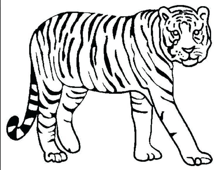 Tiger Pencil Drawing at GetDrawings | Free download