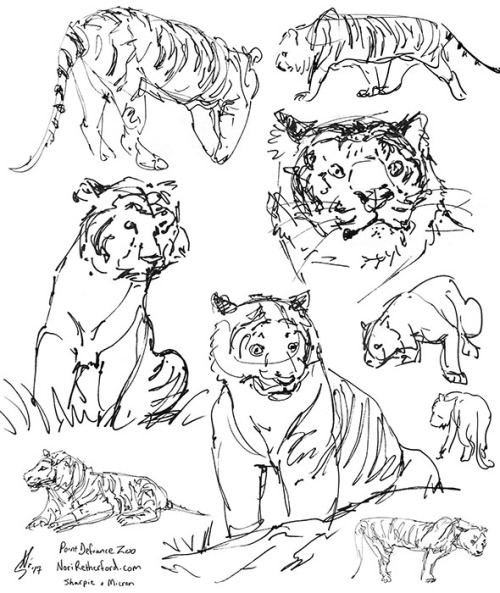 500x593 Tiger Pencil Drawing Tumblr