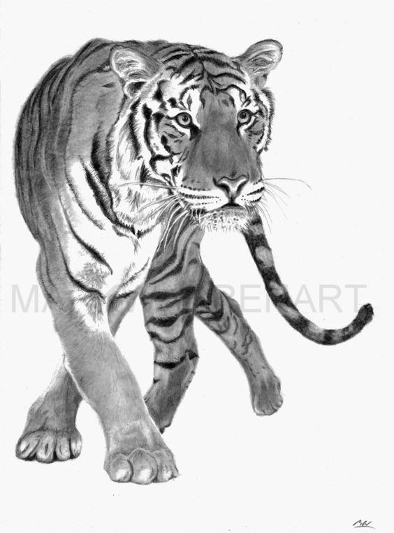 564x762 Baby Elephant Picture Signed Pencil Drawing A4 By Pencilpassion