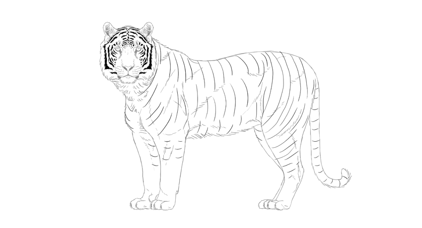 850x460 How To Draw A Tiger