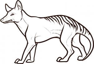302x207 How To Draw How To Draw A Tasmanian Tiger, Tasmanian Wolf