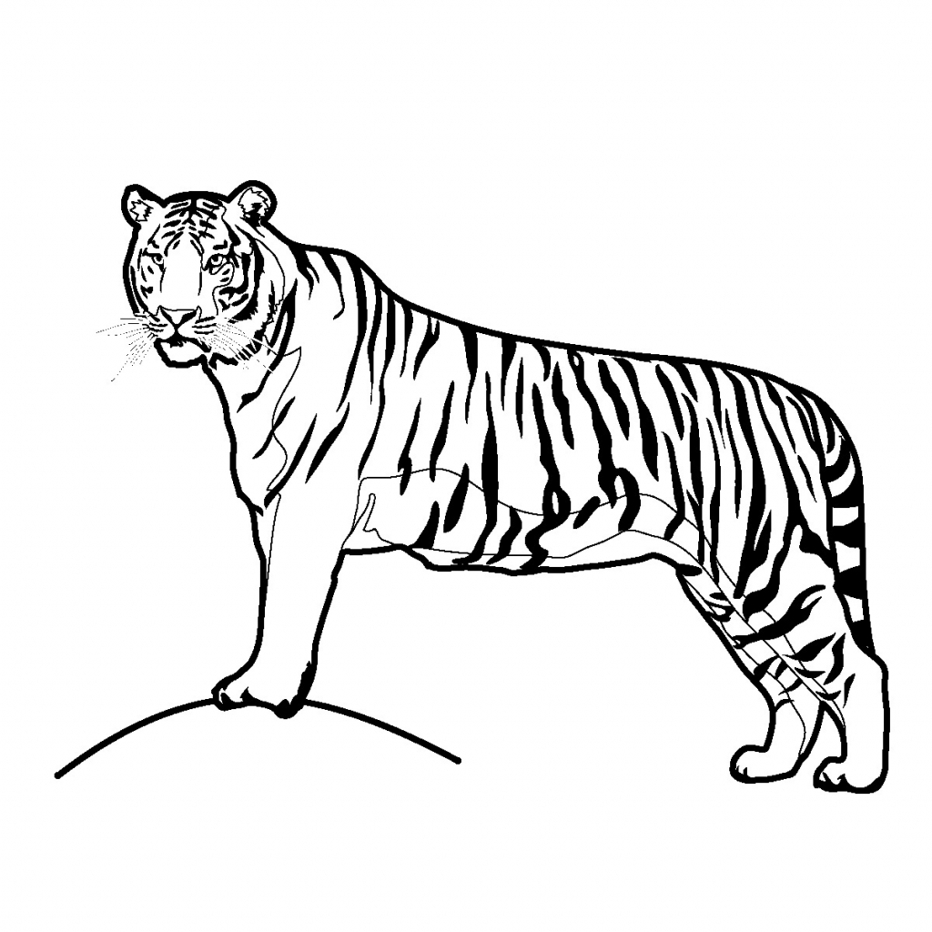 1024x1024 Simple Tiger Drawing