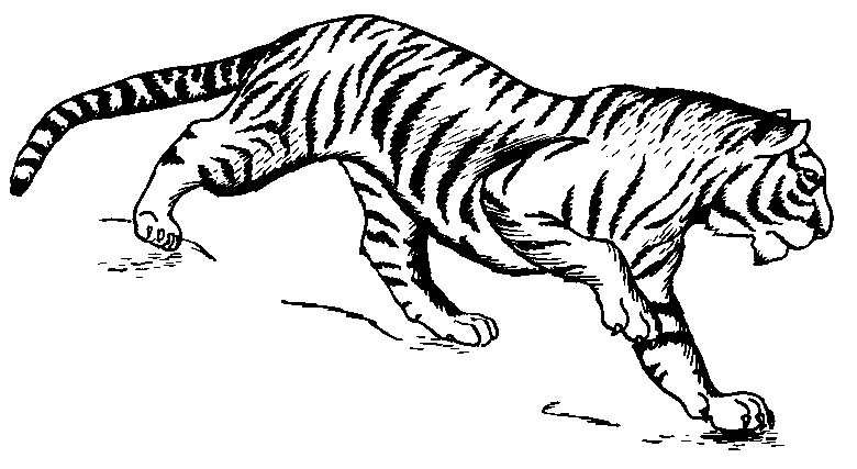 780x427 Tiger Drawing