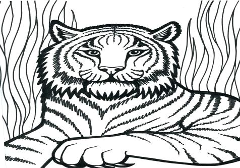 476x333 Tiger Coloring Pages Tiger Coloring Pages With Tiger Coloring Page