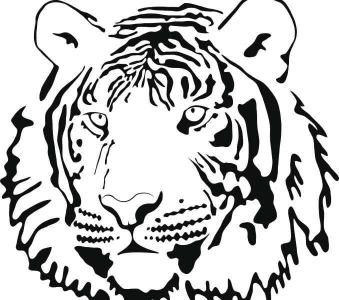 678x600 Tiger Pictures To Print Drawing And Coloring A Tiger How To Draw