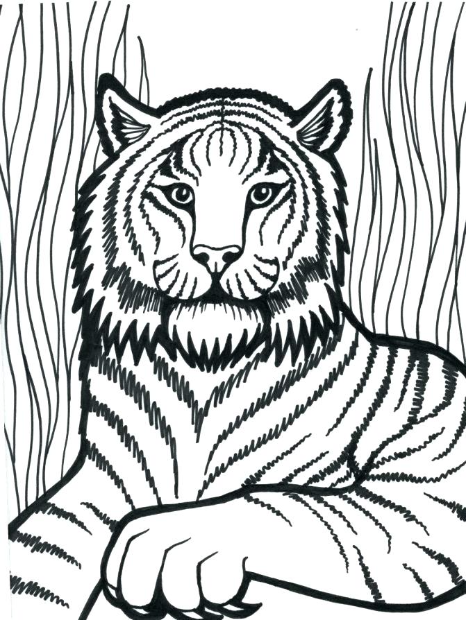 671x894 Tiger Printable Coloring Pages Tiger Coloring Pages To Print