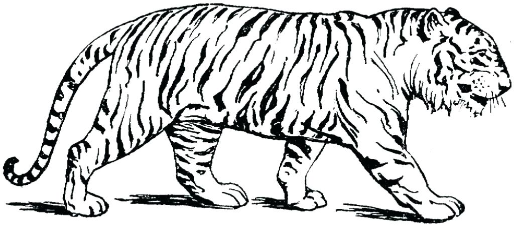 1024x451 Coloring Page Of A Tiger Affan