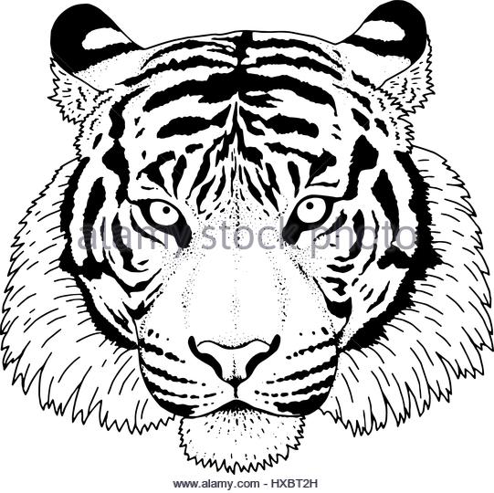 541x540 Head Painting Tiger Stock Photos Amp Head Painting Tiger Stock