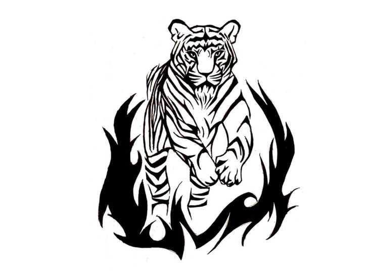 736x552 18 Best Tiger Tattoo Drawings Images On Design Tattoos