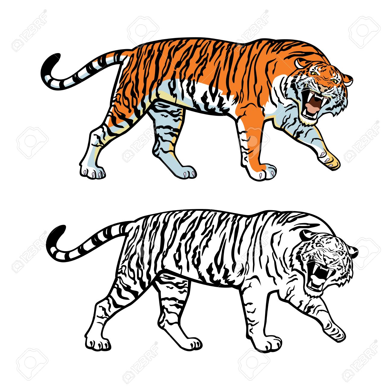 1300x1300 Siberian Tiger,vector Picture Isolated On White Background Royalty