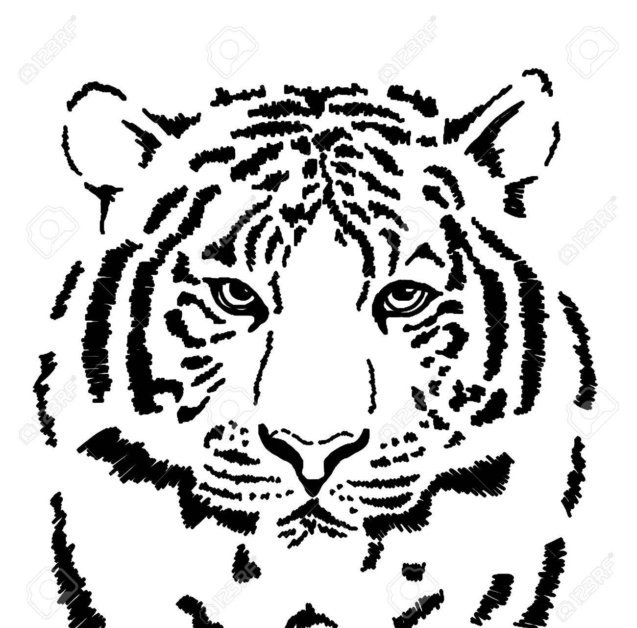 1300x1280 Sketch Of White Tiger Stock Photo, Picture And Royalty Free Image