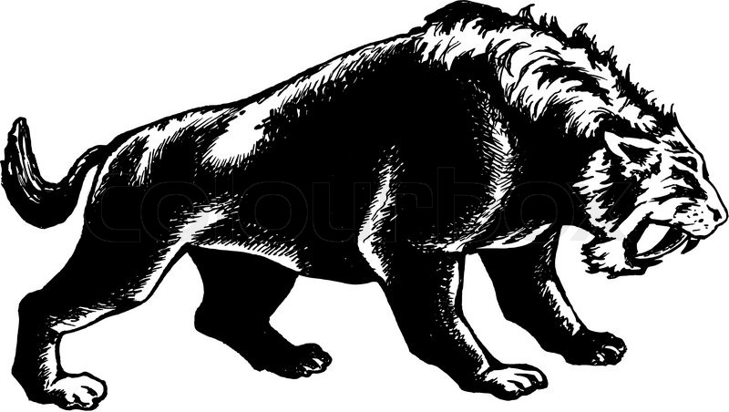 800x452 Hand Drawn, Vector, Sketch Illustration Of Saber Toothed Tiger