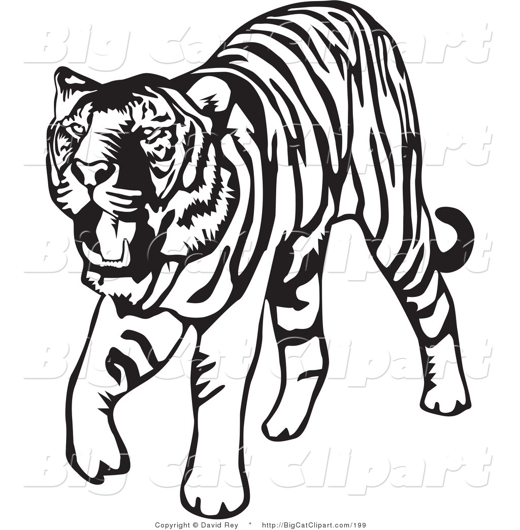 1024x1044 Drawn White Tiger Cheetah