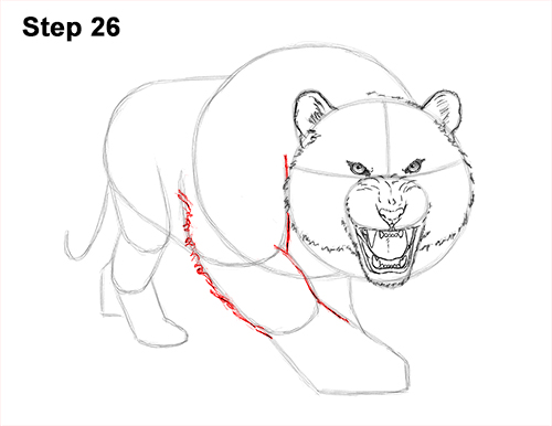 500x386 How To Draw A Tiger Roaring