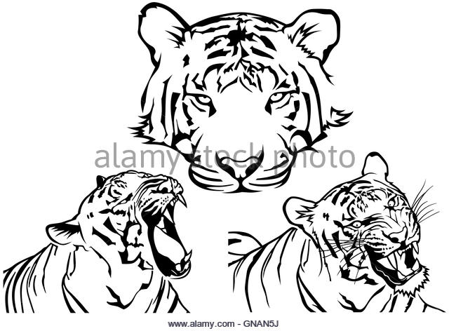 640x472 Tiger Roar Black And White Stock Photos Amp Images