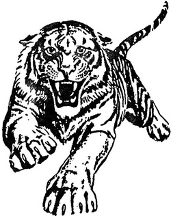250x316 Tiger Roar Drawing