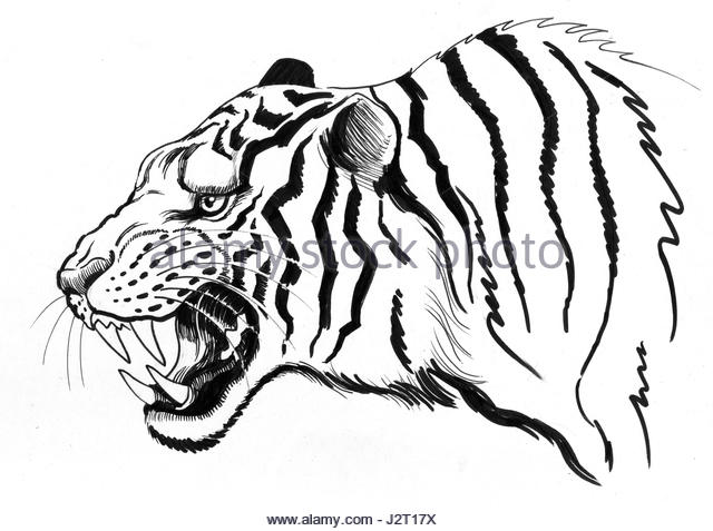 640x477 Paper Tiger Cut Out Stock Images Amp Pictures