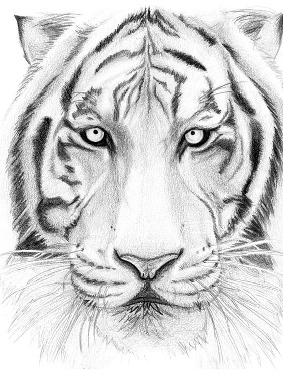564x752 How To Draw A Tiger Face Step By Step