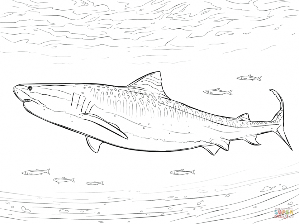 960x719 Get This Tiger Shark Coloring Pages 46721 !