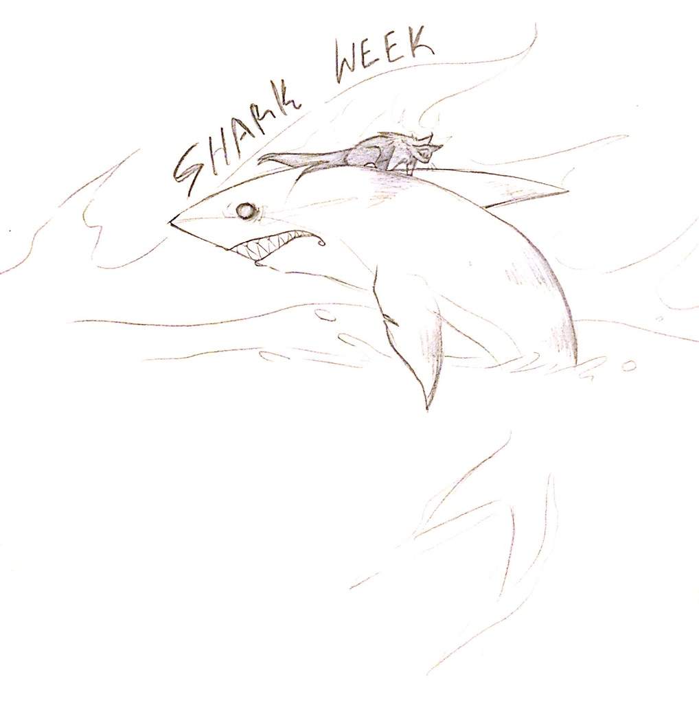 1018x1024 Shark Week Warriors Amino