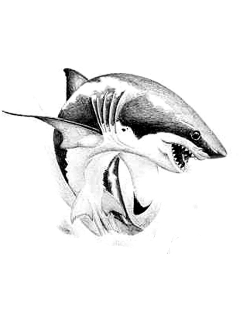 Tiger Shark Drawing at GetDrawings | Free download