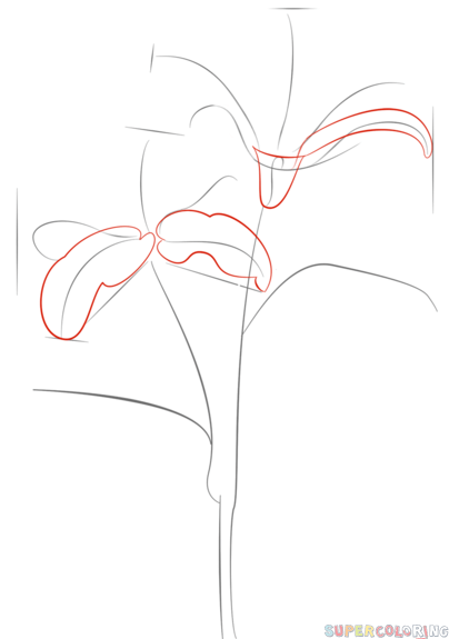 404x575 How To Draw Tiger Lily Step By Step. Drawing Tutorials For Kids
