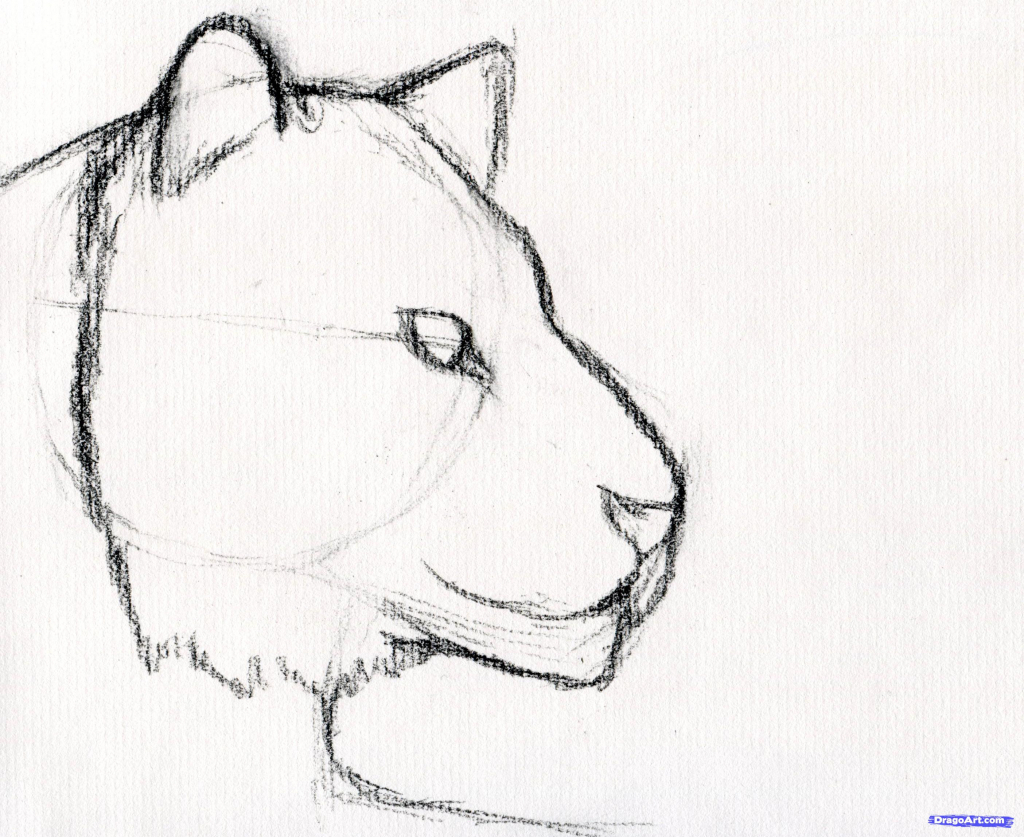 1024x837 Ideas Of Draw Tigers Step By Step Realistic How To Draw A Tiger