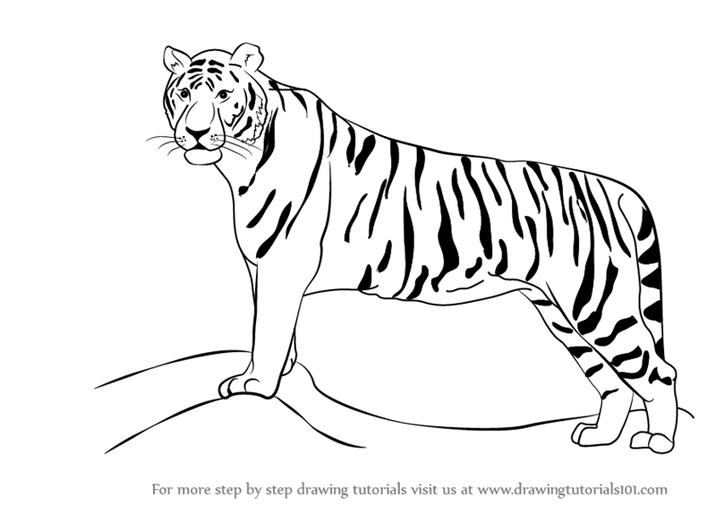 800x566 Tiger Images For Drawing Allofpicts