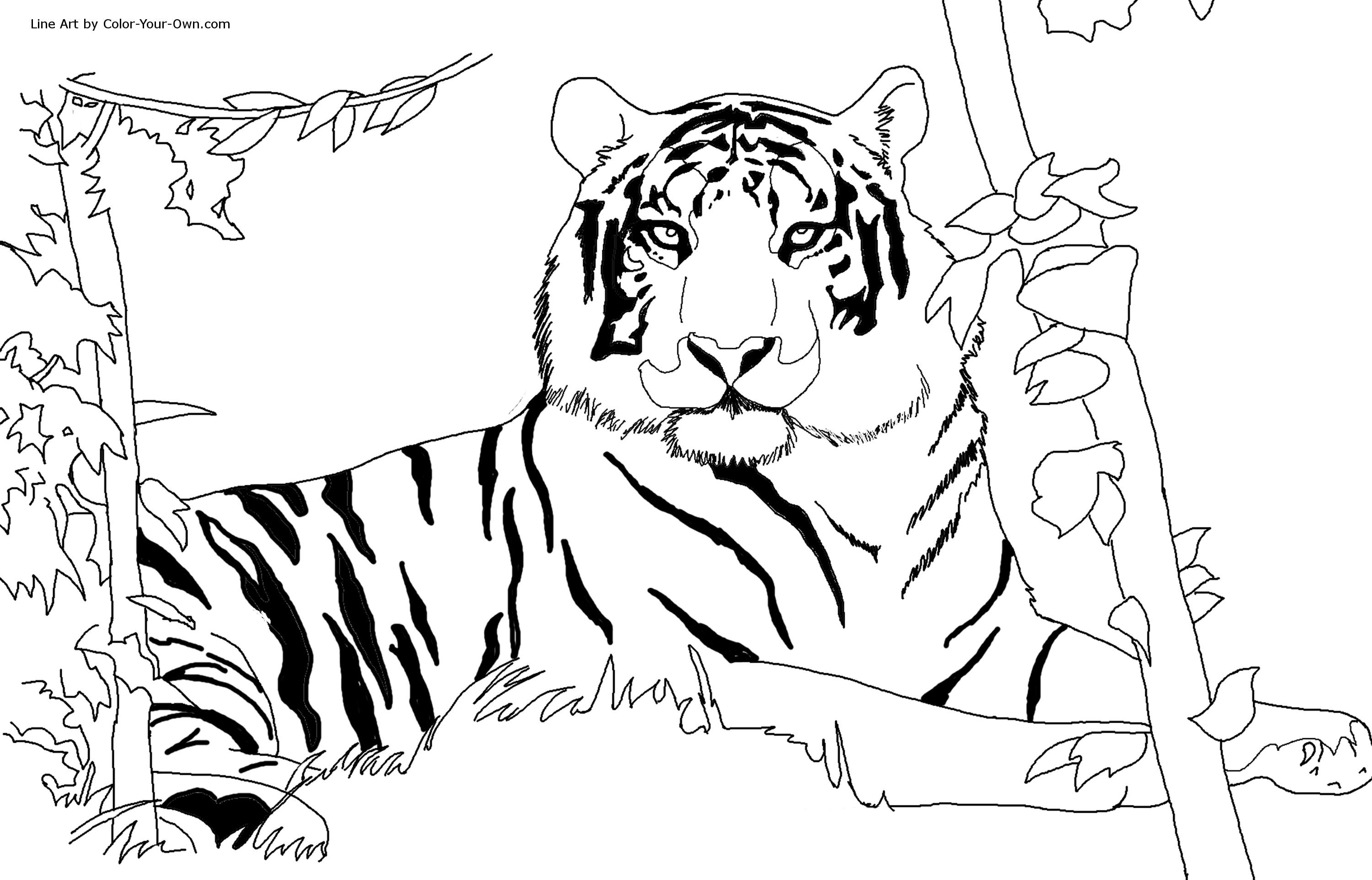 3000x1924 Tiger Coloring Page Fresh Bengal Tiger Coloring Page Free Draw