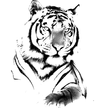 343x379 This Would Make A Pretty Tiger Tattoo Tattoos