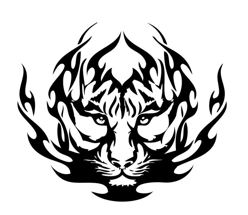 800x694 Collection Of White Tiger Tattoo