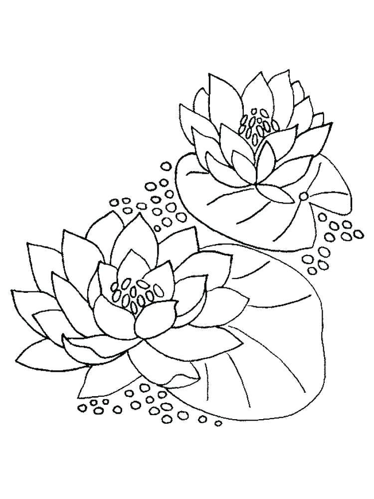 750x1000 Lily Flower Coloring Pages Water Lily Flower Coloring Pages