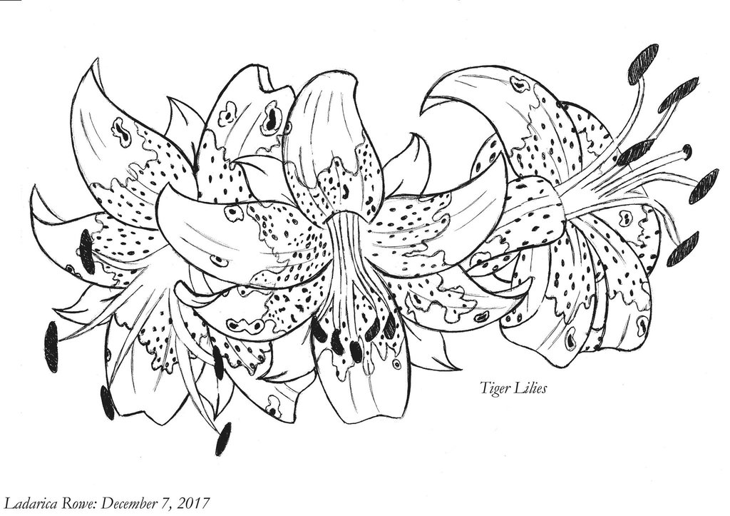 1024x723 Tiger Lily Ink Drawing