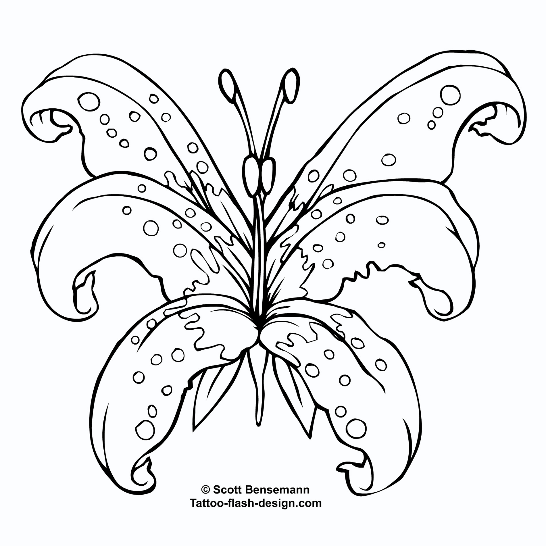 1900x1900 Tiger Lily Tattoo Stencil In 2017 Real Photo, Pictures, Images