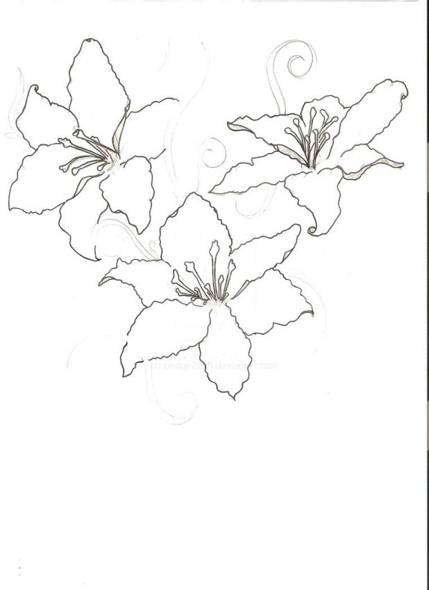 618x850 Coloring Extraordinary Lily Flower Outline. Lily Flower Outline