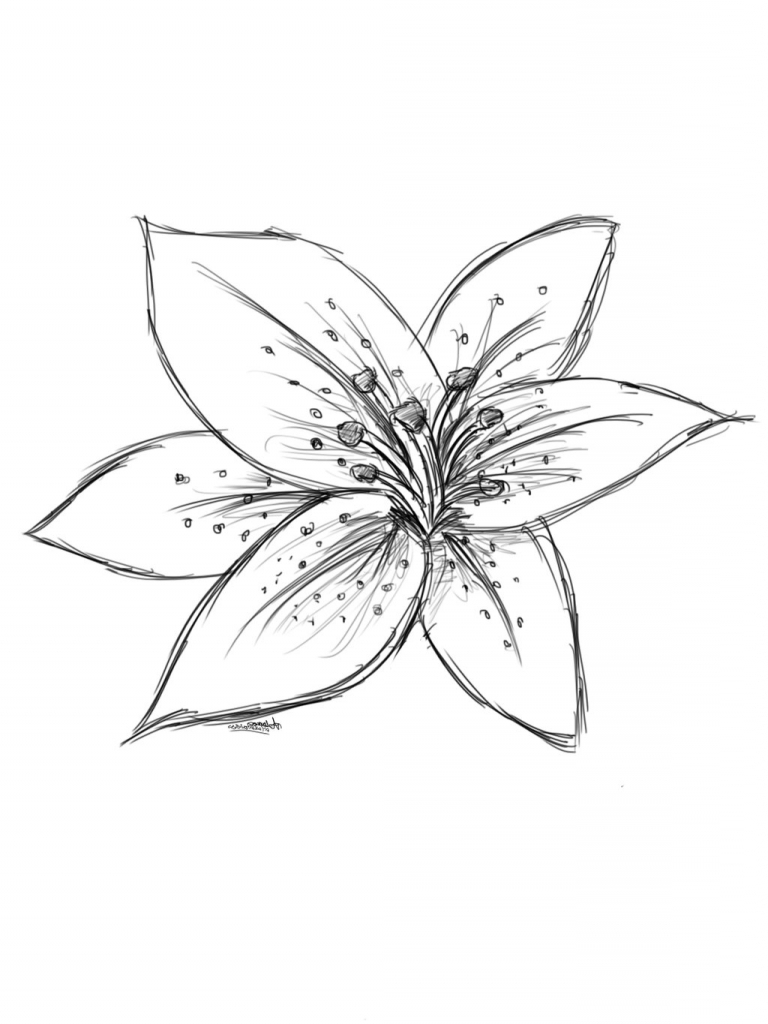 768x1024 Drawing Of A Tiger Lily
