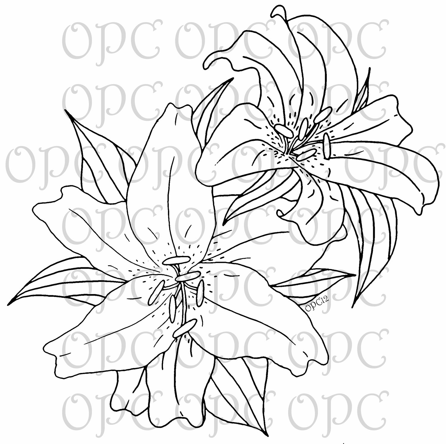 1500x1495 Drawn White Tiger Lily 4 On Stargazer Drawing