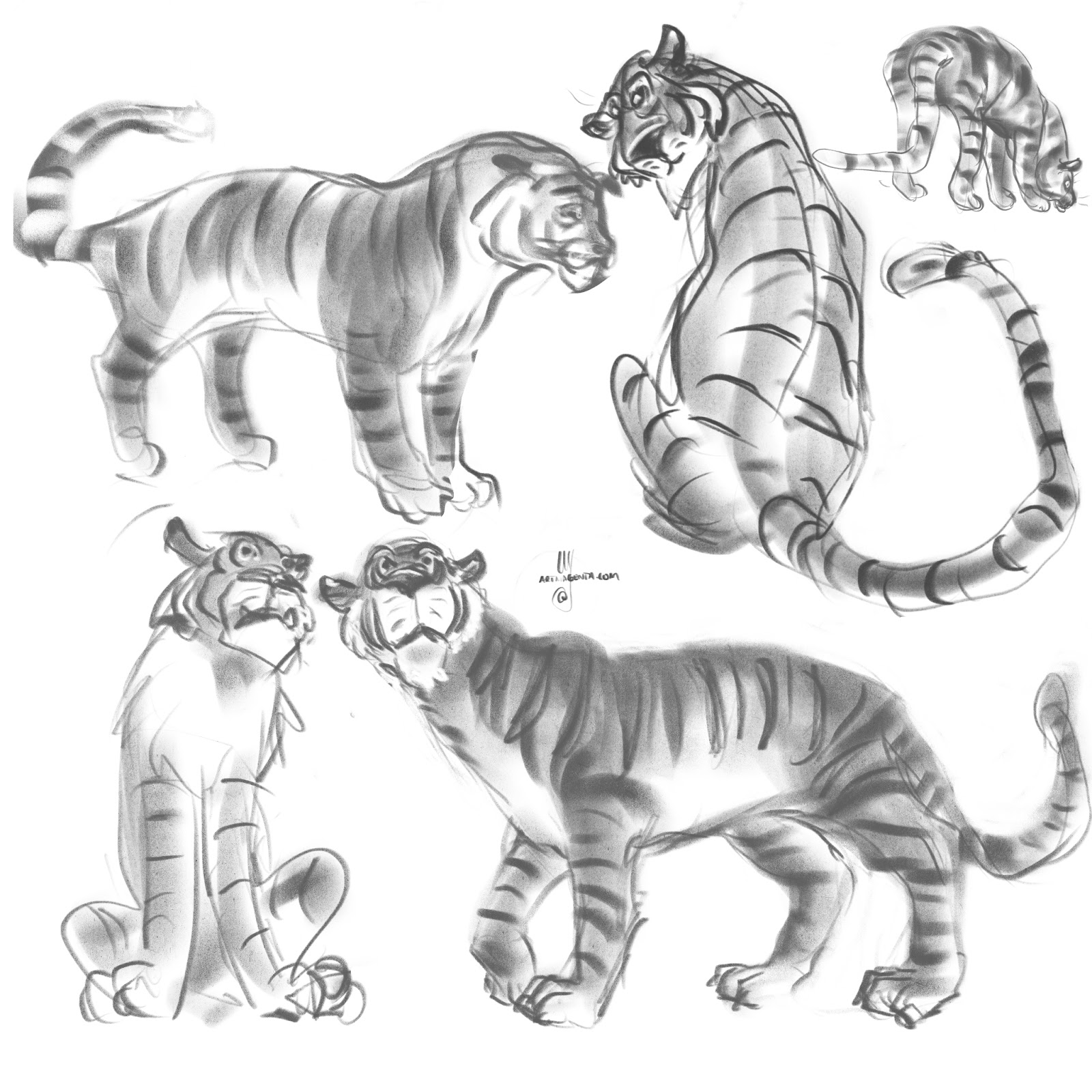 1600x1600 Gesture Drawings More Tigers