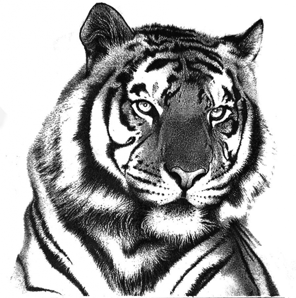 1019x1024 Pencil Drawings Of Tigers