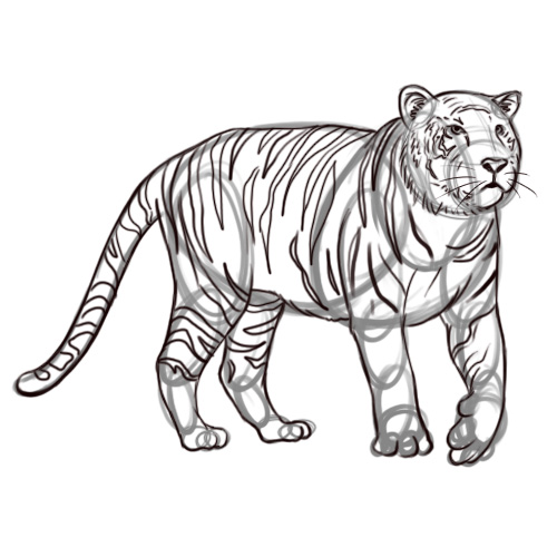 500x500 Pencil Sketches And Drawings How To Draw A Tiger